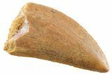 Serrated Raptor Tooth - Real Dinosaur Tooth #364826-1